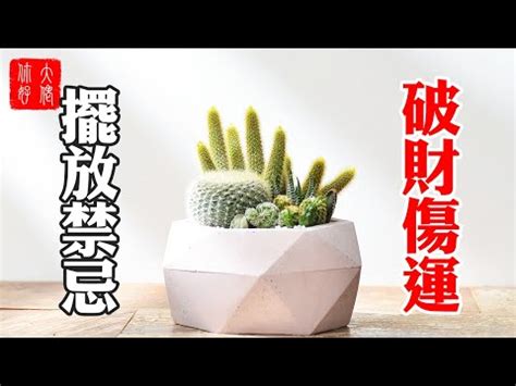 仙人掌放辦公室|辦公室仙人掌擺放指南：破解防小人迷思，打造職場好運